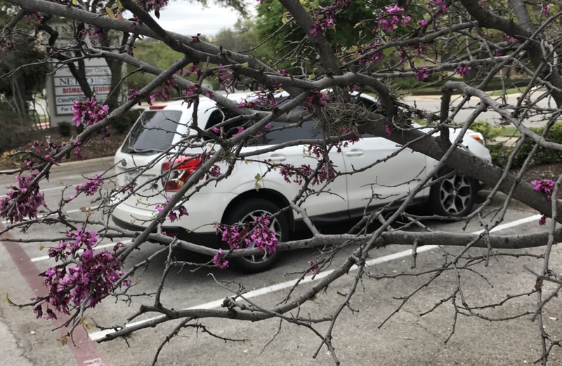 Early march blossoms with some idiot’s white car in the background.